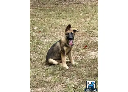 a german shepherd dog sitting on grass